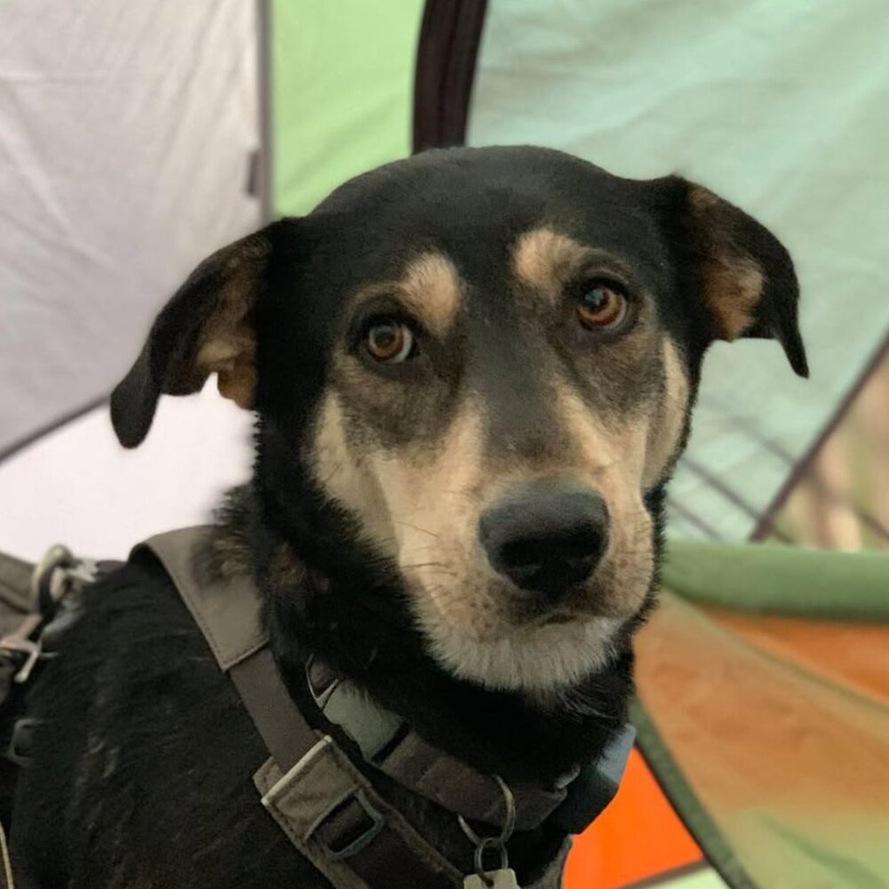 Meet your Posher, Miss K!